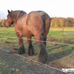 paard.4