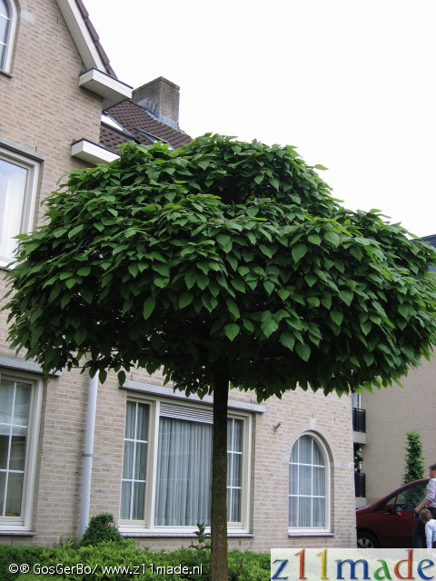 img_4157.jpg