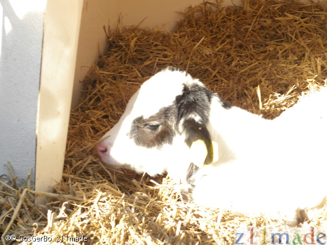 dscn0384.jpg