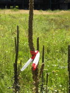 DSCN9581.JPG