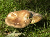 DSCN5676.JPG