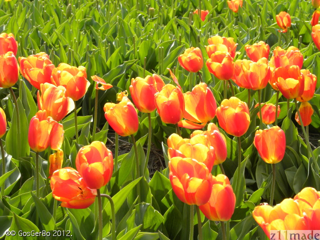 dscn6833.jpg