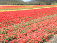 DSCN6883.JPG