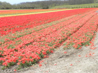 DSCN6885.JPG