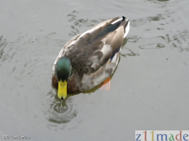 dscn0732.jpg