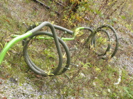 DSCN7823.JPG