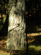 DSCN7107.JPG