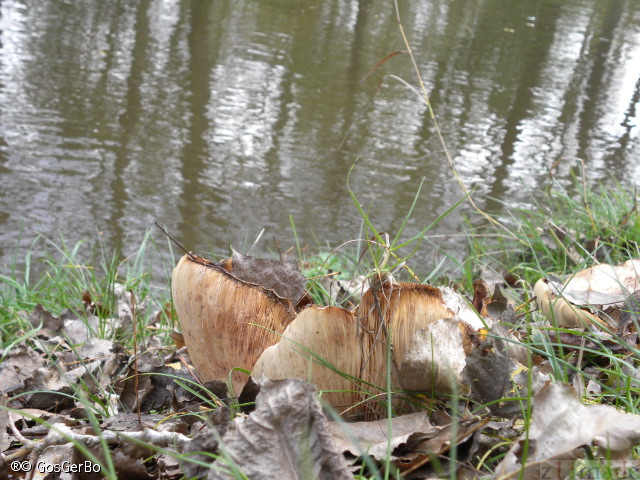 dscn8496.jpg