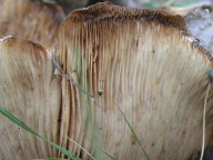 DSCN8499.JPG