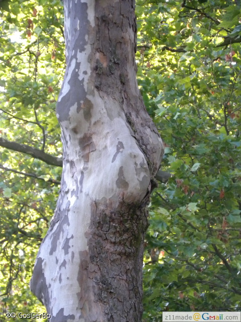 dscn4775.jpg