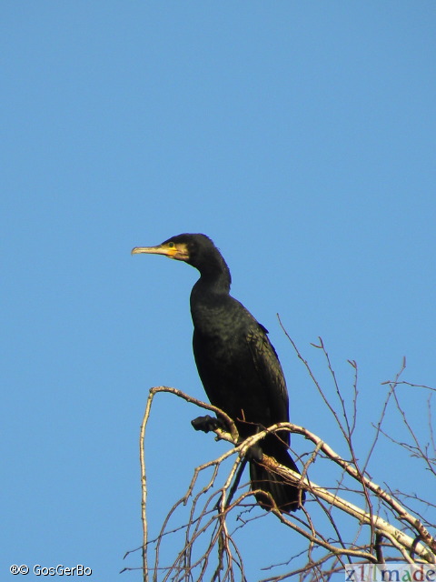 dscn9810.jpg