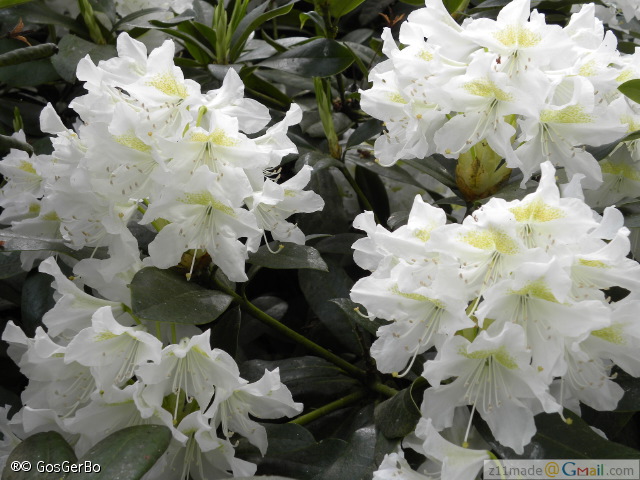 dscn3191.jpg