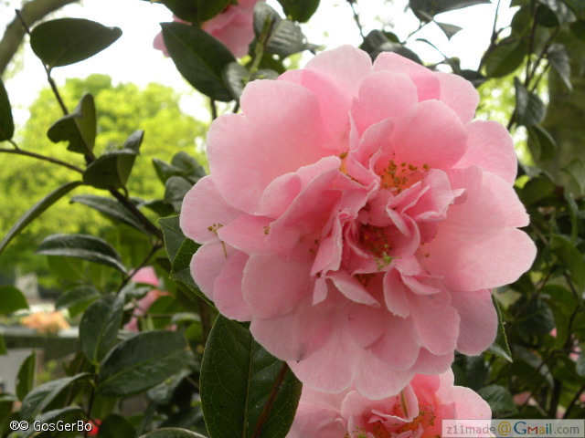 dscn3240.jpg