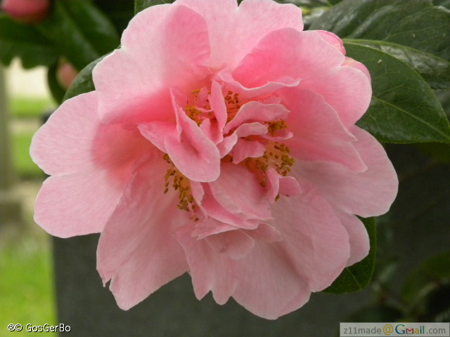 dscn3241.jpg