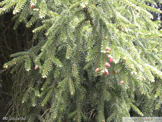 dscn3243.jpg
