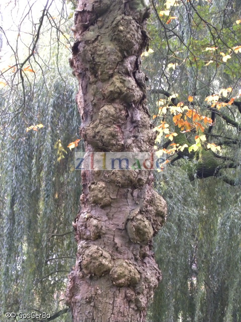 dscn6750.jpg