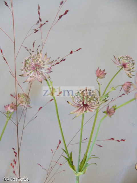 dscn6239.jpg