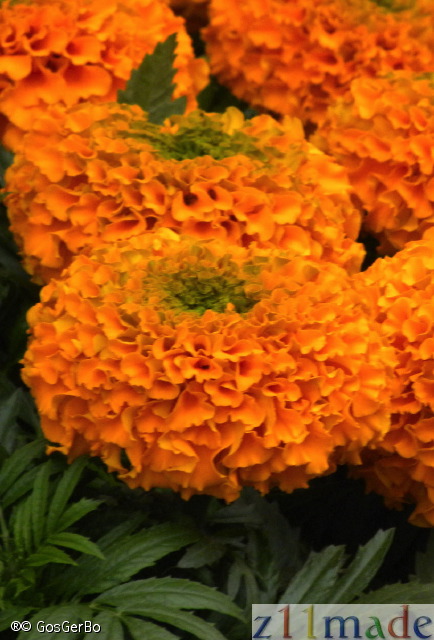 dscn2370.jpg