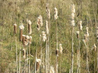 DSCN0877.JPG