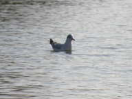 DSCN0902.JPG