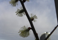 DSCN1274.JPG