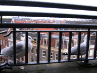 V&D-leiden-IMG_6436.jpg