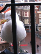 V&D-leiden-IMG_6437.jpg