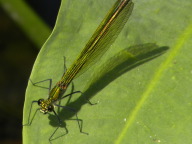 DSCN0042.JPG