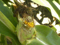 DSCN3576.JPG