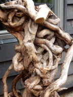 DSCN4387.JPG