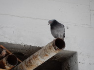 DSCN0990.JPG