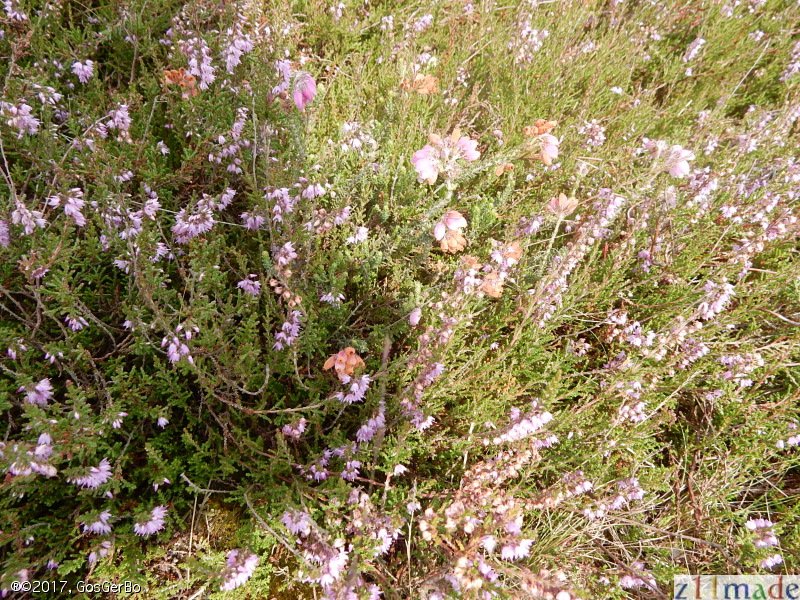 dscn1129.jpg