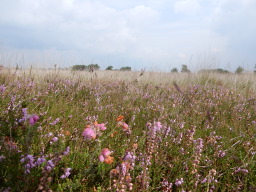 DSCN1131.JPG