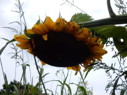 DSCN1230.JPG