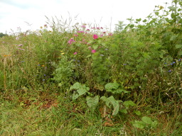 DSCN1241.JPG
