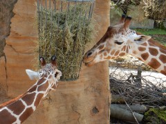 2024.2.aug.osnabruck.zoo.DSCN9632
