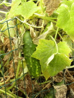 DSCN4867.JPG