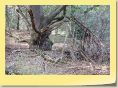 DSCN6740