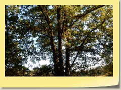 DSCN6805