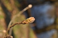 DSC_3907.JPG